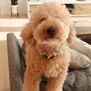Meet your Posher, Jinda